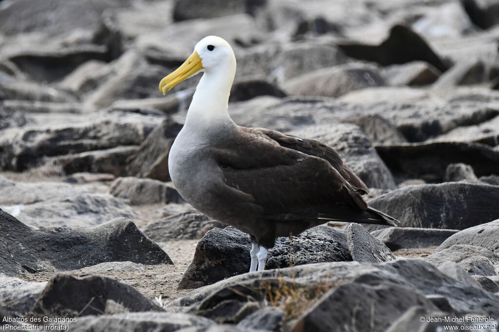 Albatros des Galapagos