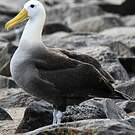 Albatros des Galapagos