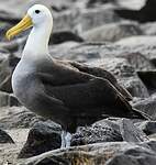 Albatros des Galapagos