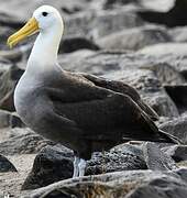 Albatros des Galapagos