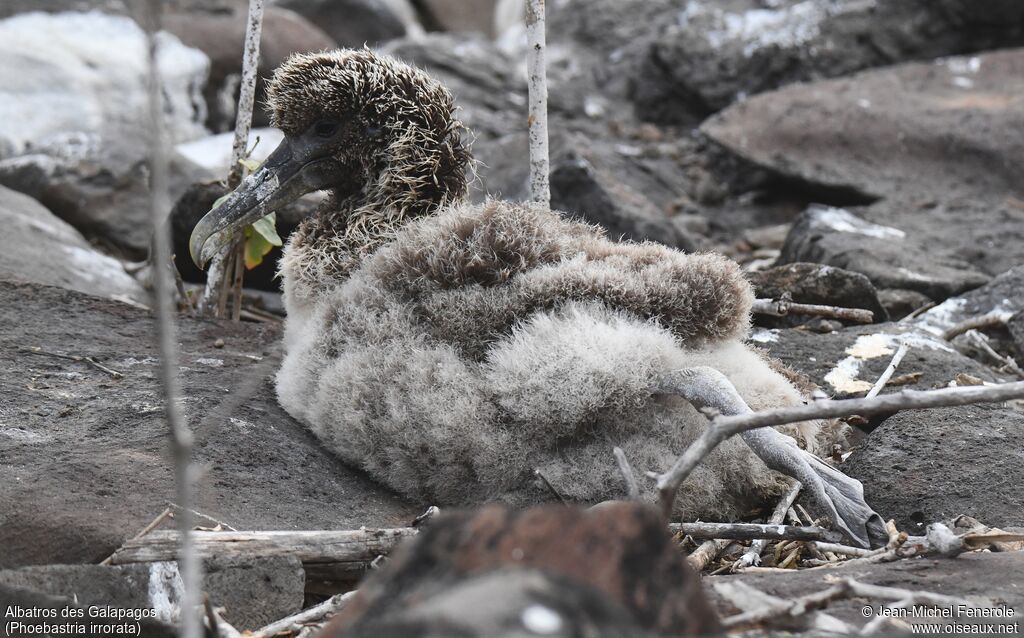 Waved AlbatrossPoussin