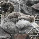 Albatros des Galapagos