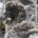 Albatros des Galapagos