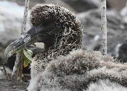 Waved Albatross