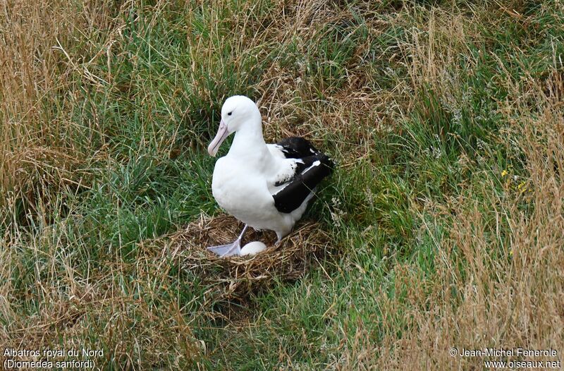 Albatros royal du Nordadulte, identification, Nidification