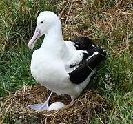 Northern Royal Albatross