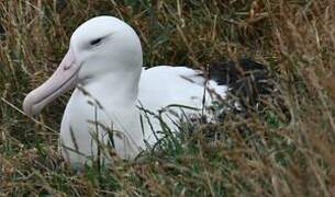 Northern Royal Albatross