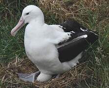 Northern Royal Albatross