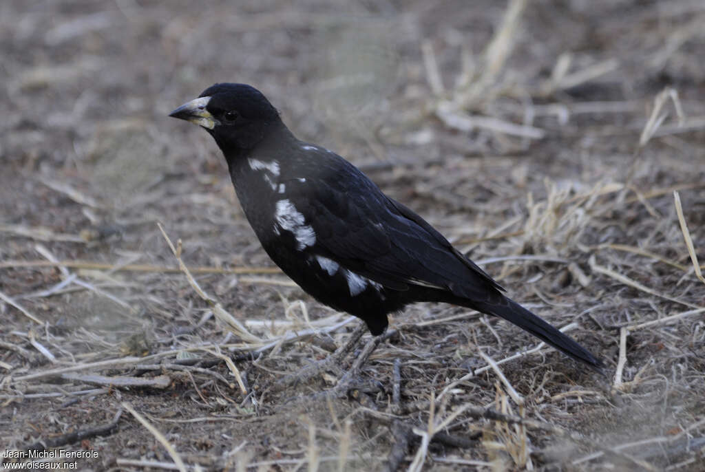 White-billed Buffalo Weaver male adult, identification