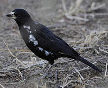 White-billed Buffalo Weaver