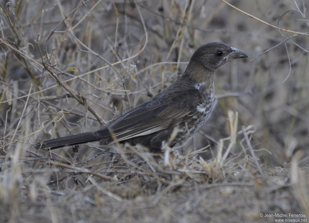 White-billed Buffalo Weaver