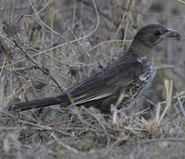 White-billed Buffalo Weaver