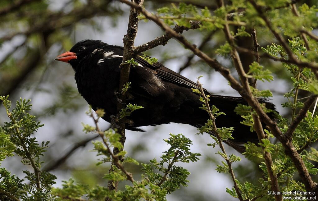 Red-billed Buffalo Weaver