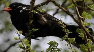 Red-billed Buffalo Weaver