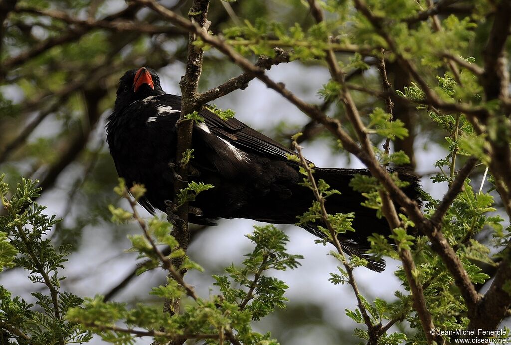 Red-billed Buffalo Weaver