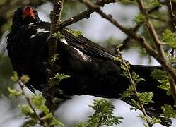 Red-billed Buffalo Weaver