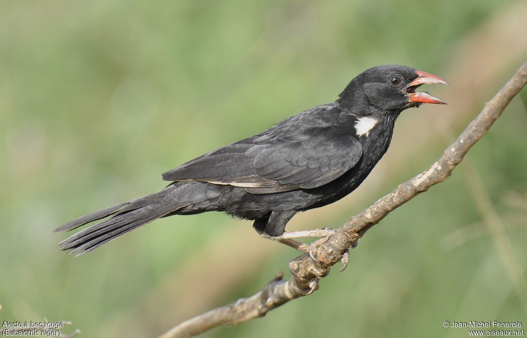 Red-billed Buffalo Weaver