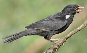 Red-billed Buffalo Weaver