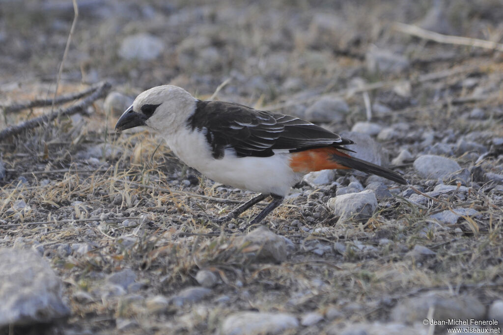 White-headed Buffalo Weaver