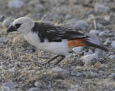 White-headed Buffalo Weaver