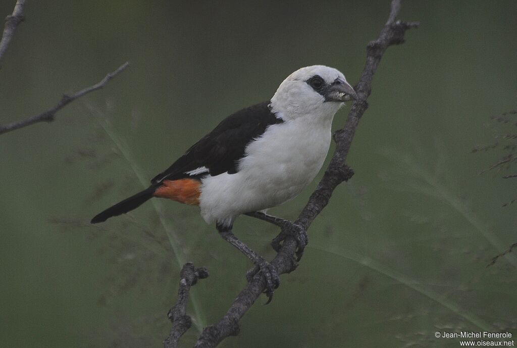 White-headed Buffalo Weaver