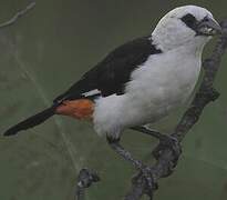 White-headed Buffalo Weaver