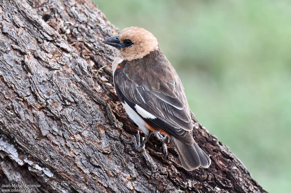 White-headed Buffalo Weaveradult