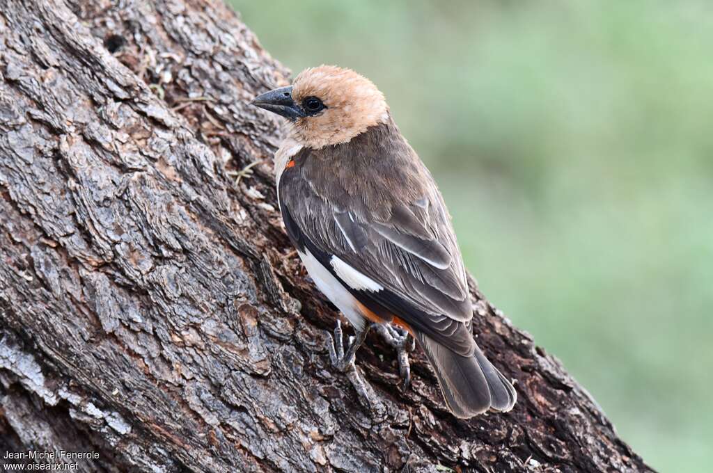 White-headed Buffalo Weaver