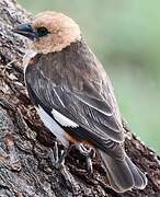 White-headed Buffalo Weaver