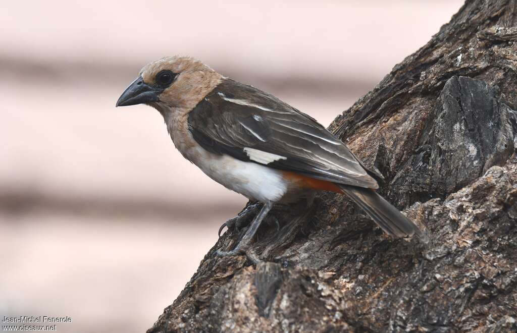 White-headed Buffalo Weaver