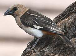 White-headed Buffalo Weaver