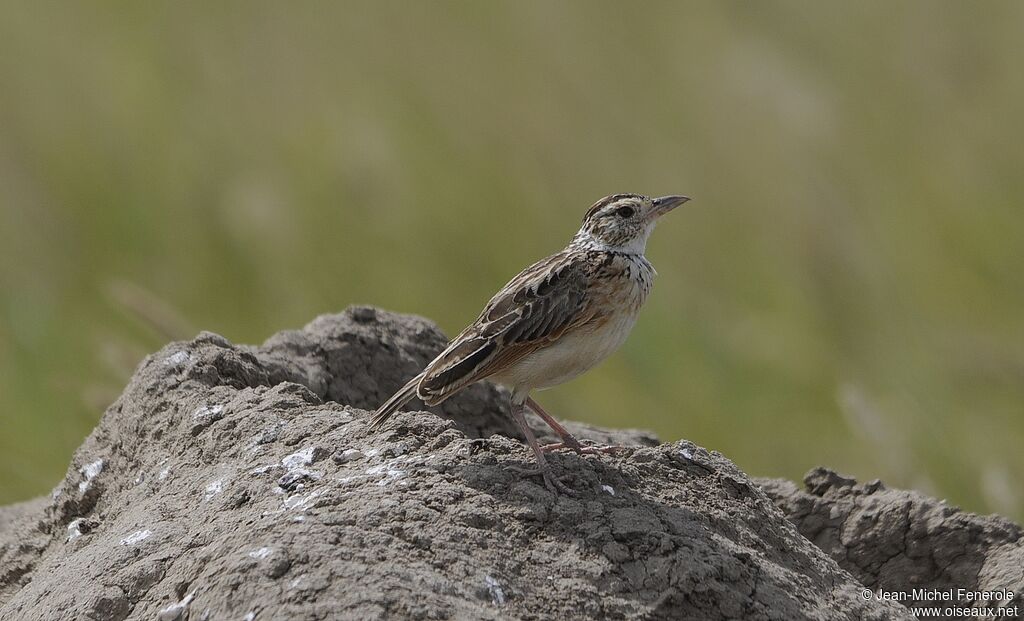 Rufous-naped Lark