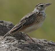 Rufous-naped Lark