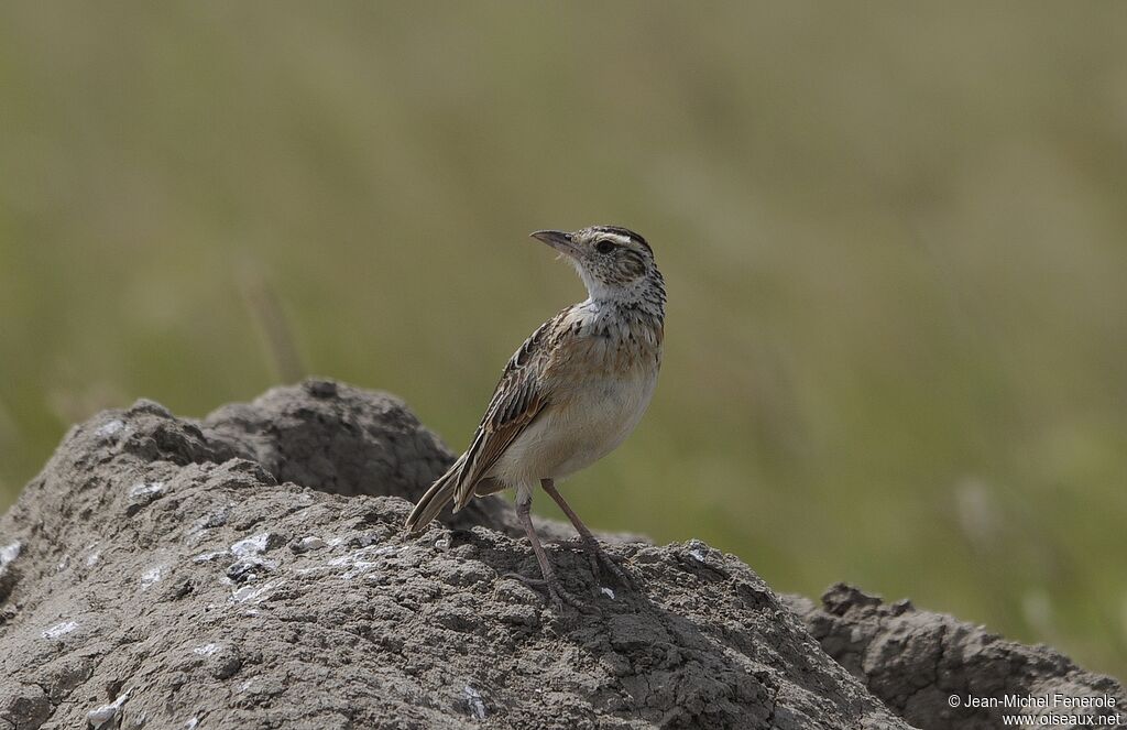 Rufous-naped Lark