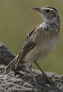 Rufous-naped Lark