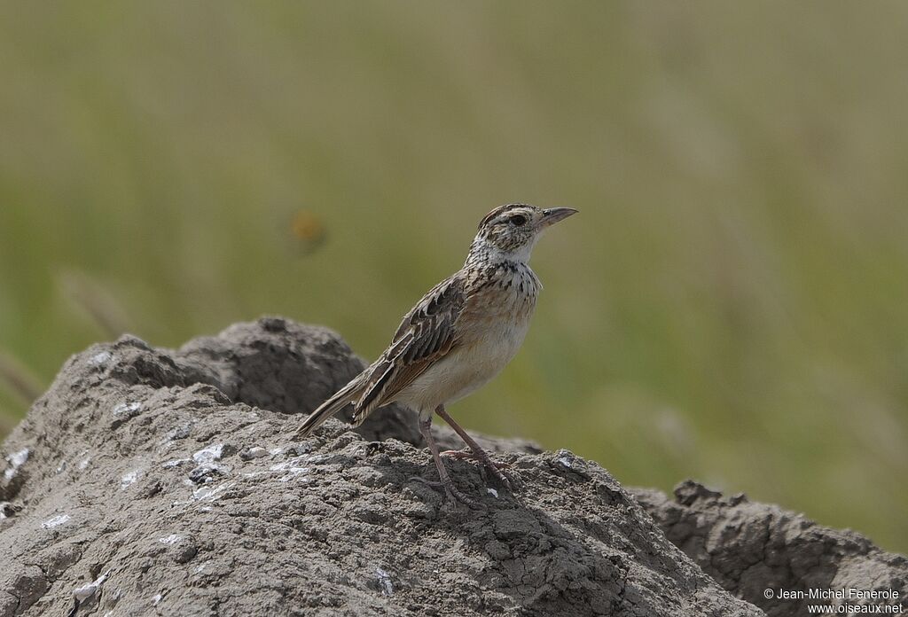 Rufous-naped Lark