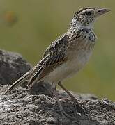 Rufous-naped Lark