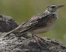 Rufous-naped Lark