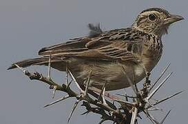 Rufous-naped Lark