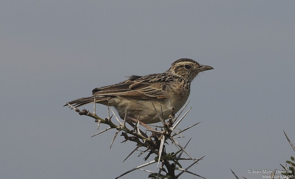 Rufous-naped Lark