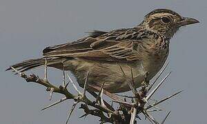 Rufous-naped Lark