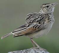 Rufous-naped Lark