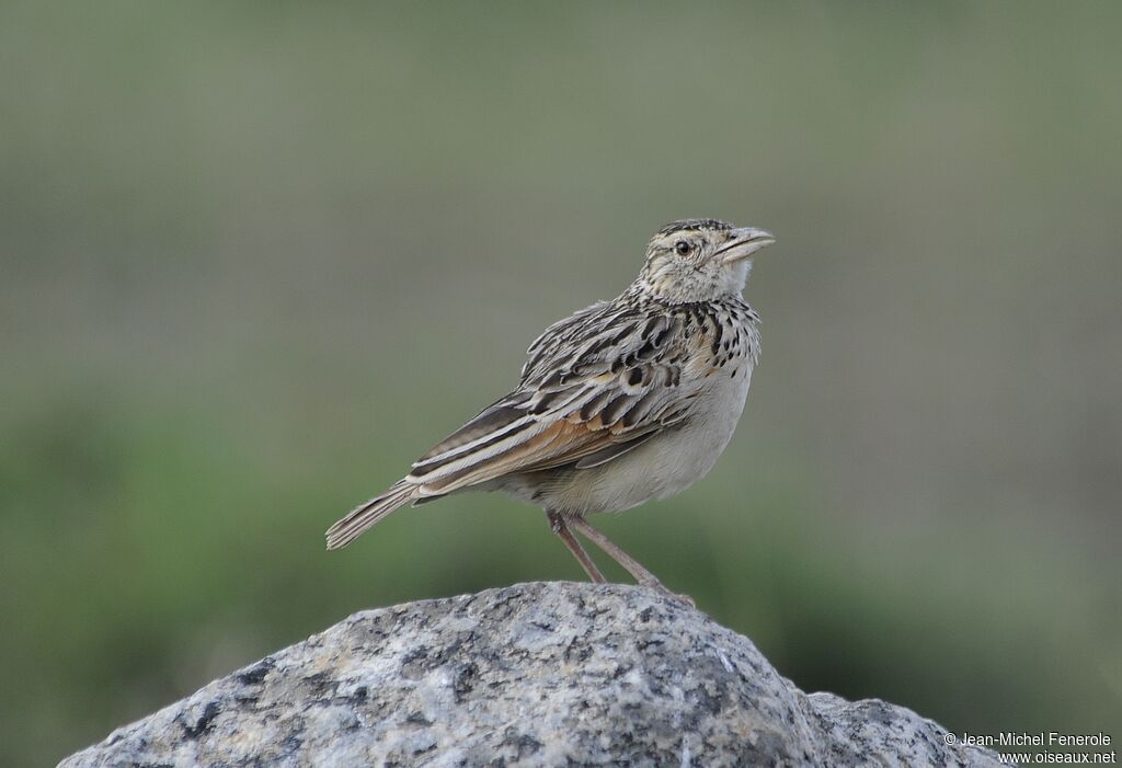 Rufous-naped Lark