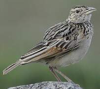 Rufous-naped Lark