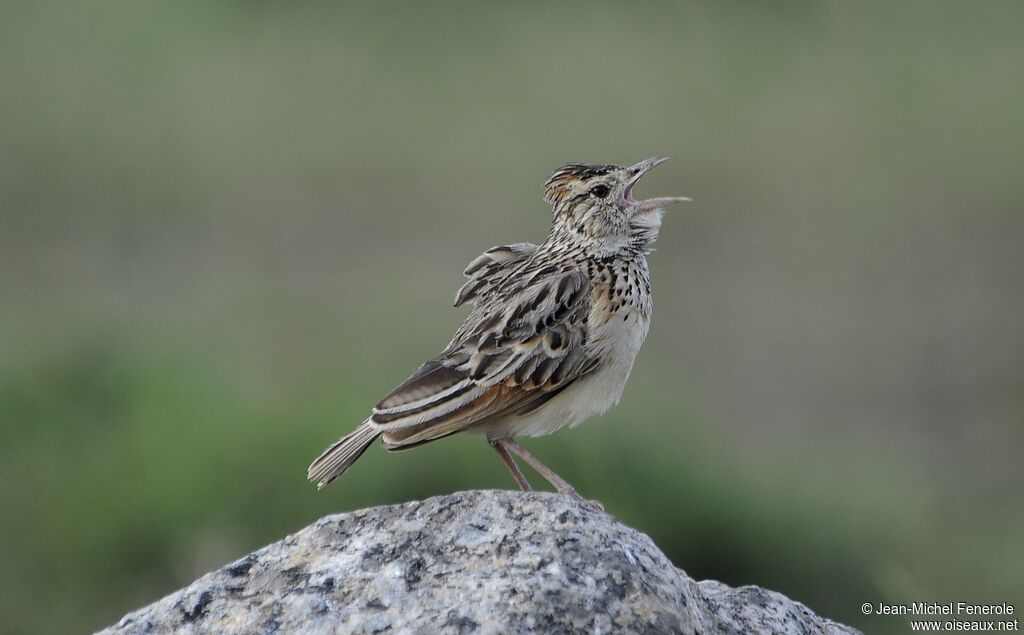 Rufous-naped Lark