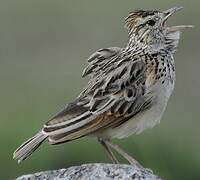 Rufous-naped Lark