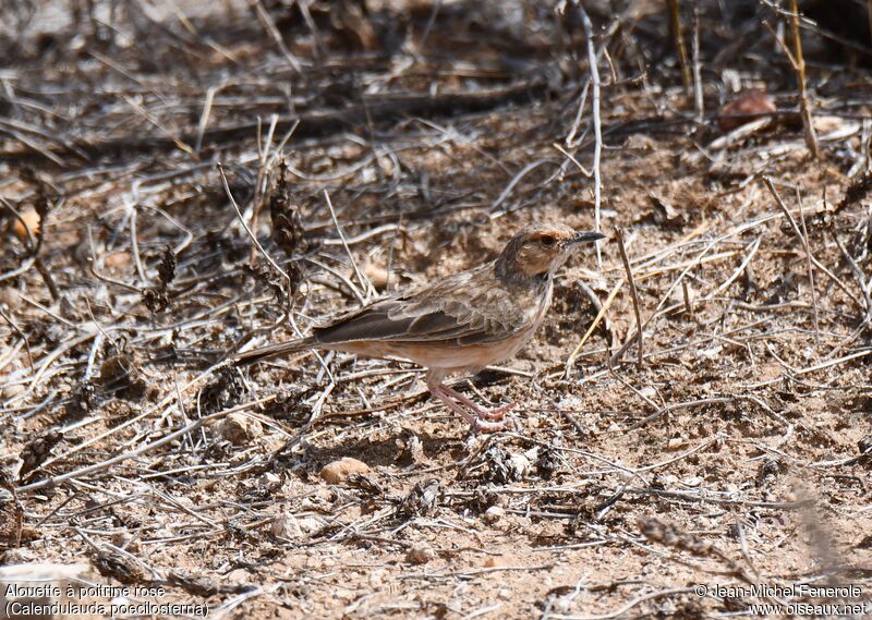 Pink-breasted Lark