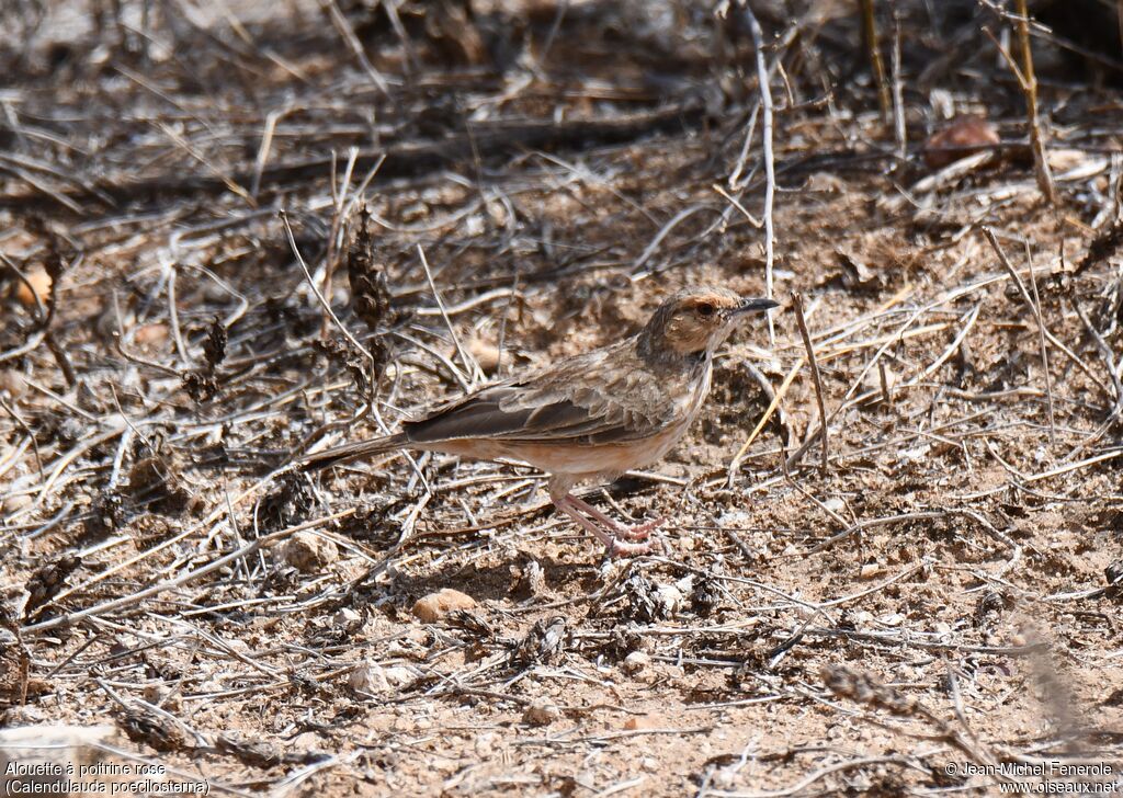 Pink-breasted Lark