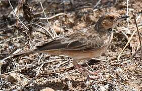 Pink-breasted Lark