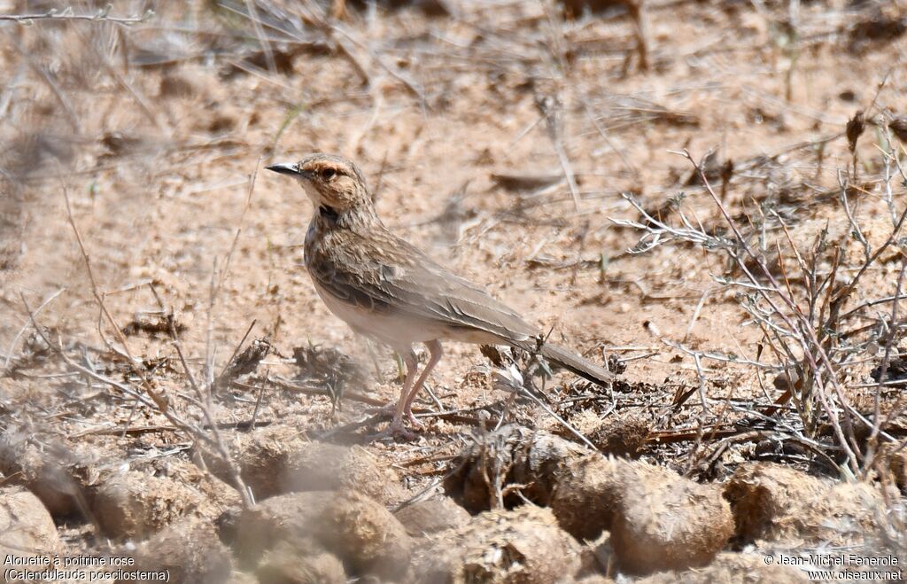 Pink-breasted Lark